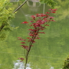5月18日 相楽園 20