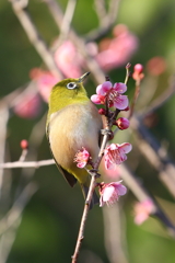 2月20日 須磨離宮公園 51