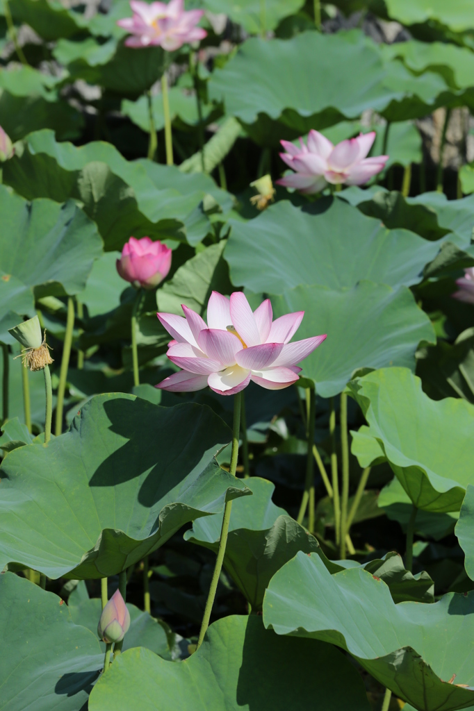 ハスの花