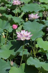 ハスの花