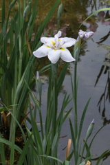 6月6日 須磨離宮公園 14