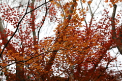 12月7日 布引の滝 ９