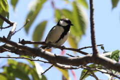 4月11日 明石公園 29