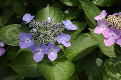 6月6日 須磨離宮公園 12 