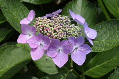 6月6日 須磨離宮公園 13
