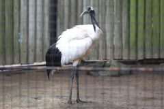 6月16日 王子動物園 ４