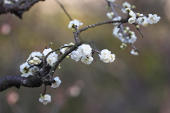 2月20日 須磨離宮公園 44