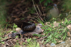9月5日 明石公園 １