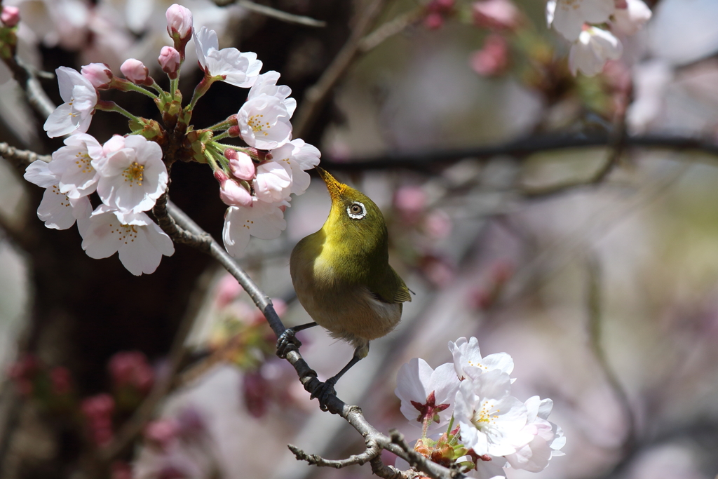 嘴が花粉だらけのメジロ