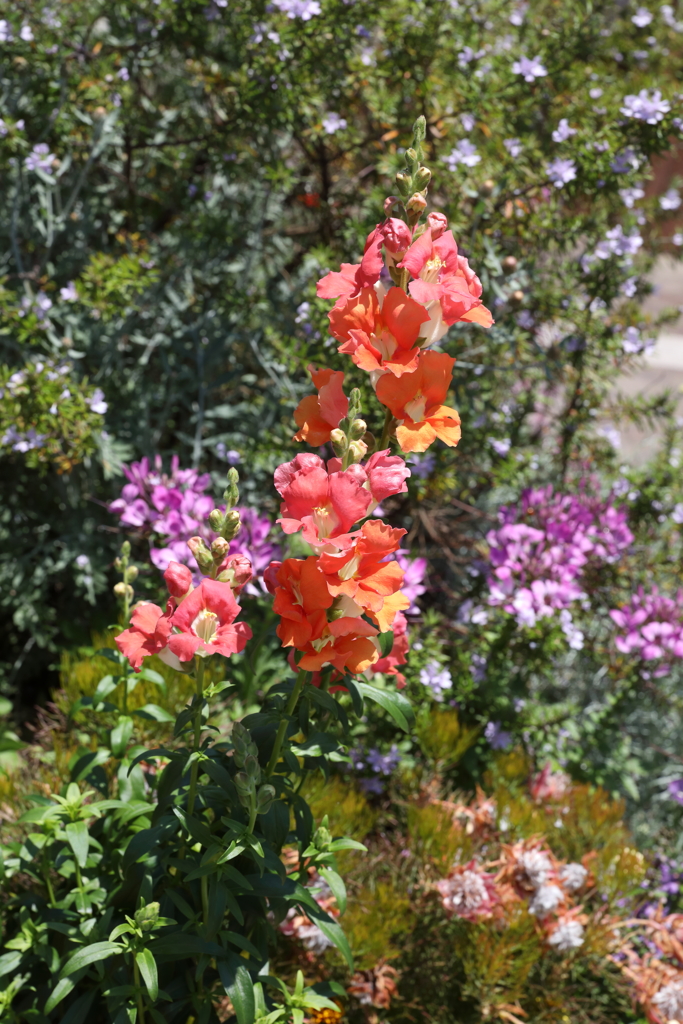 5月28日 布引ハーブ園 ７