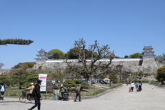 4月11日 明石公園 ２