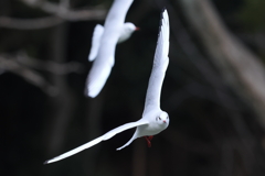2月4日 明石公園 14