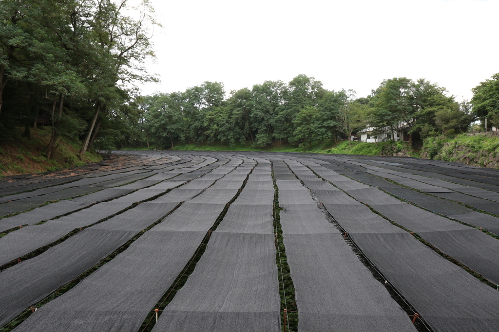 8月12日 大王わさび農場 ２