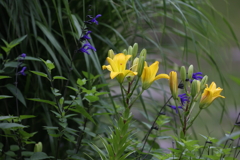 6月13日 布引ハーブ園 21