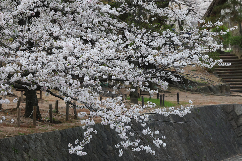 4月6日 夙川河川敷緑地 ４