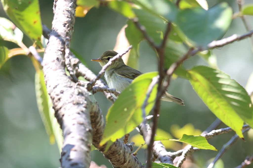 10月2日 明石公園 16