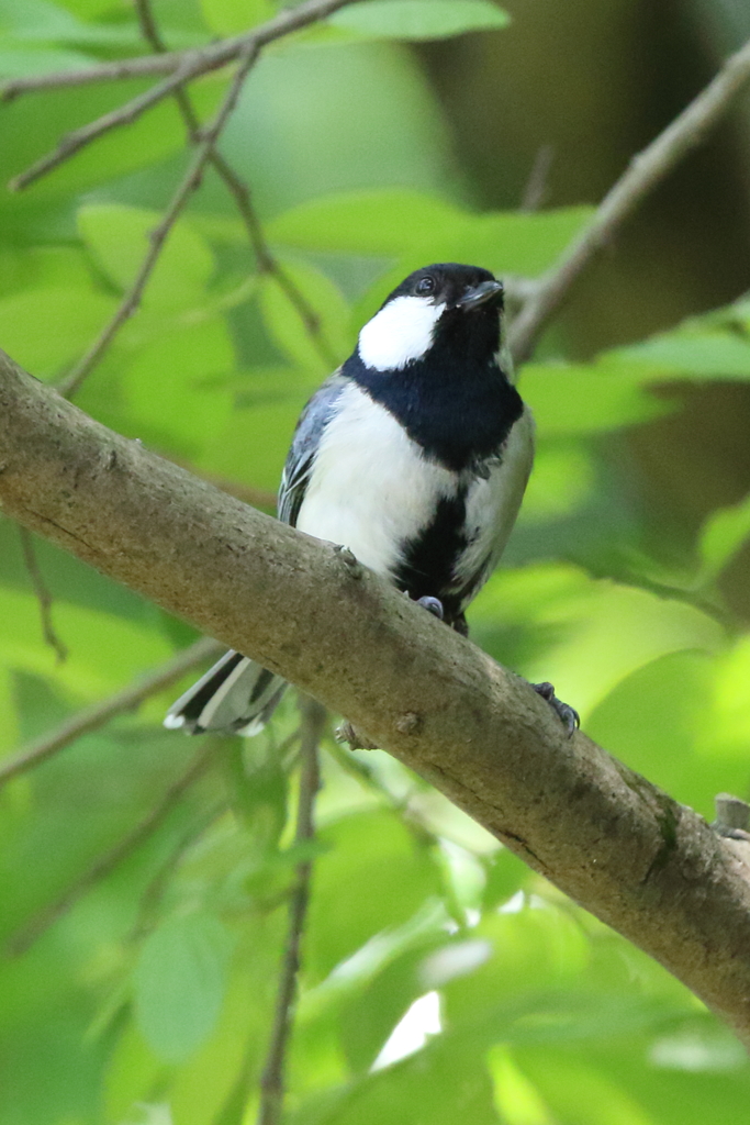 5月9日 明石公園 ７