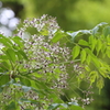 5月18日 相楽園 27