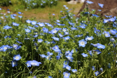 5月5日 布引ハーブ園 30