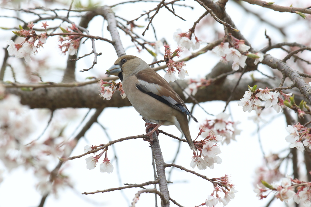 桜とシメ