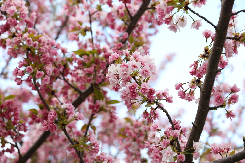 4月3日 岡本南公園 21