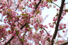 4月3日 岡本南公園 21