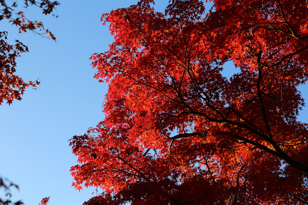 11月30日 奈良 20