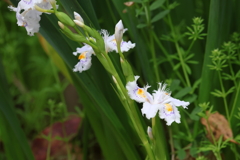 4月2日 明石公園 13