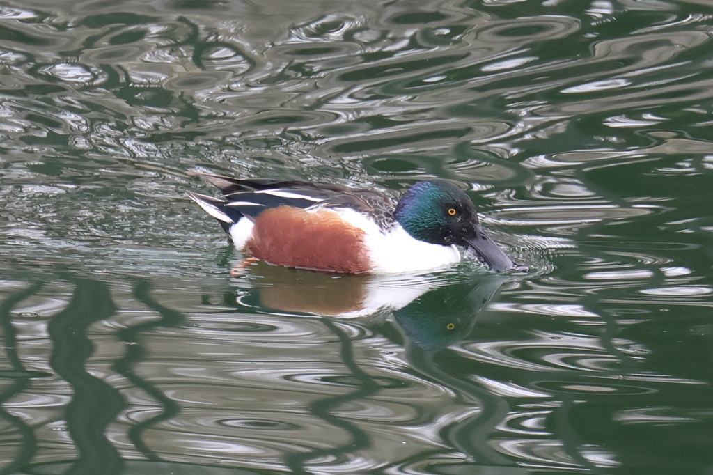 2月18日 大阪城公園 ６