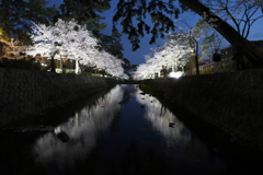 4月1日 夙川河川敷緑地 ７
