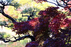 11月24日 相楽園 12