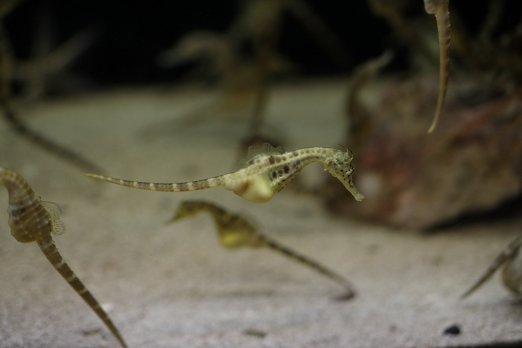 6月11日 須磨海浜水族園 27