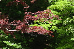 5月3日 神戸市立森林植物園 ５