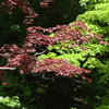 5月3日 神戸市立森林植物園 ５