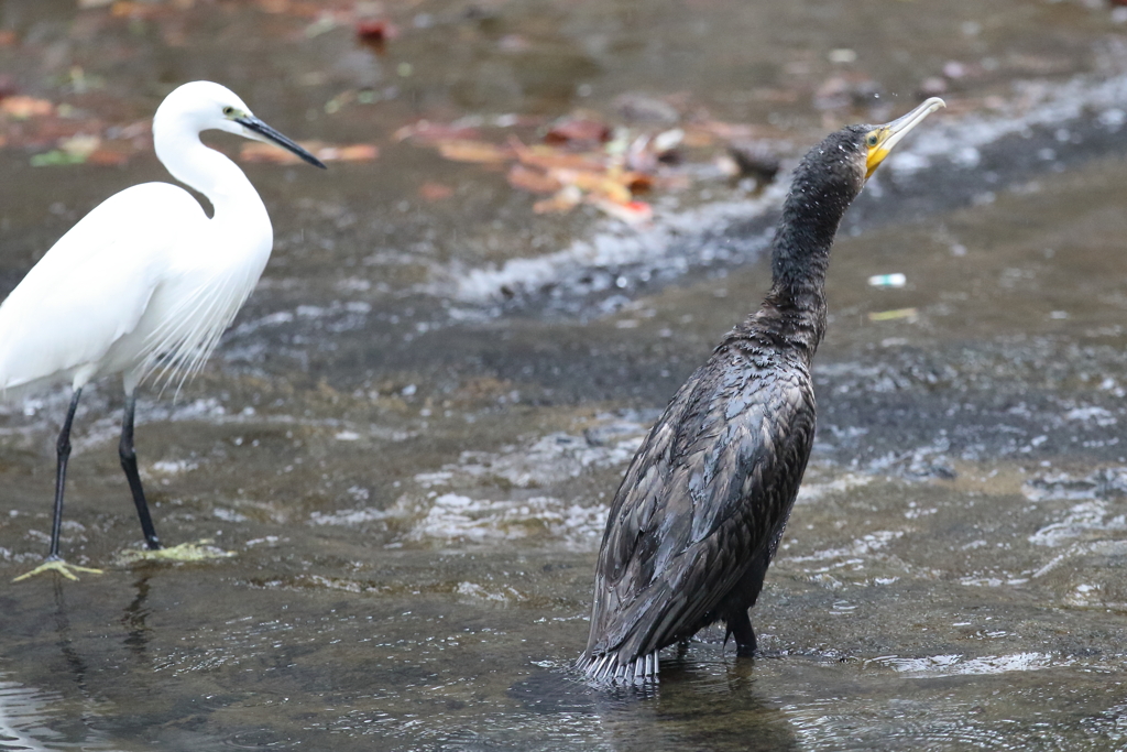 11月13日 夙川河川敷公園 ６