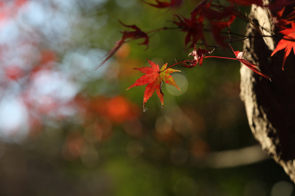 12月6日 須磨離宮公園 18