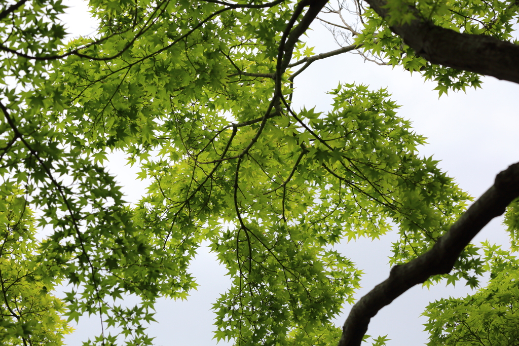 5月18日 相楽園 18