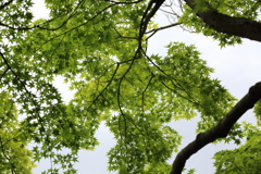 5月18日 相楽園 18