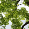 5月18日 相楽園 18