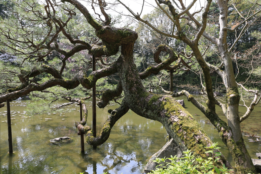 3月29日 京都 ９