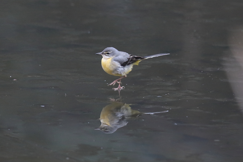 1月3日 明石公園 16