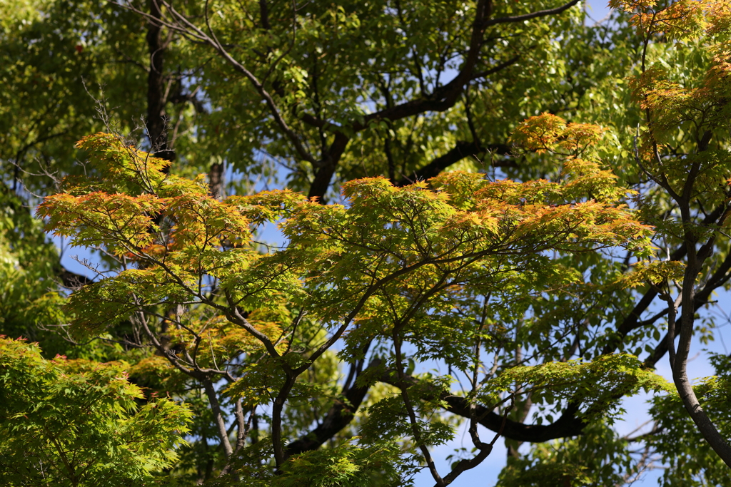 5月23日 相楽園 38