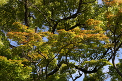 5月23日 相楽園 38