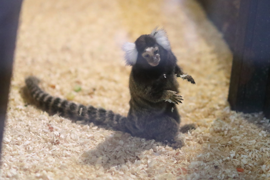 6月16日 王子動物園 27