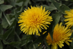 3月20日 布引ハーブ園 20