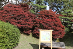 11月11日 相楽園 5 11月11日 相楽園 5