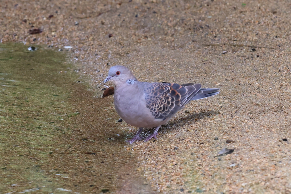 6月18日 夙川河川敷緑地 ３
