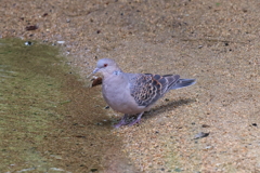 6月18日 夙川河川敷緑地 ３