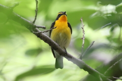 5月19日 大阪城公園 ３