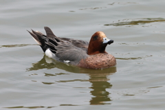 4月2日 明石公園 12